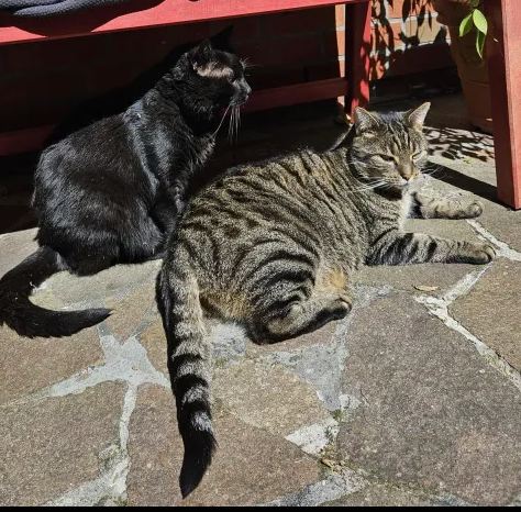 Katze_Beitrag